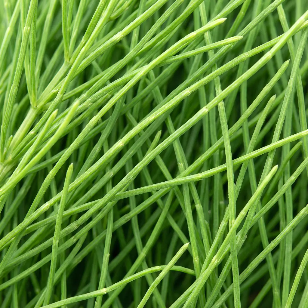 Horsetail Extract